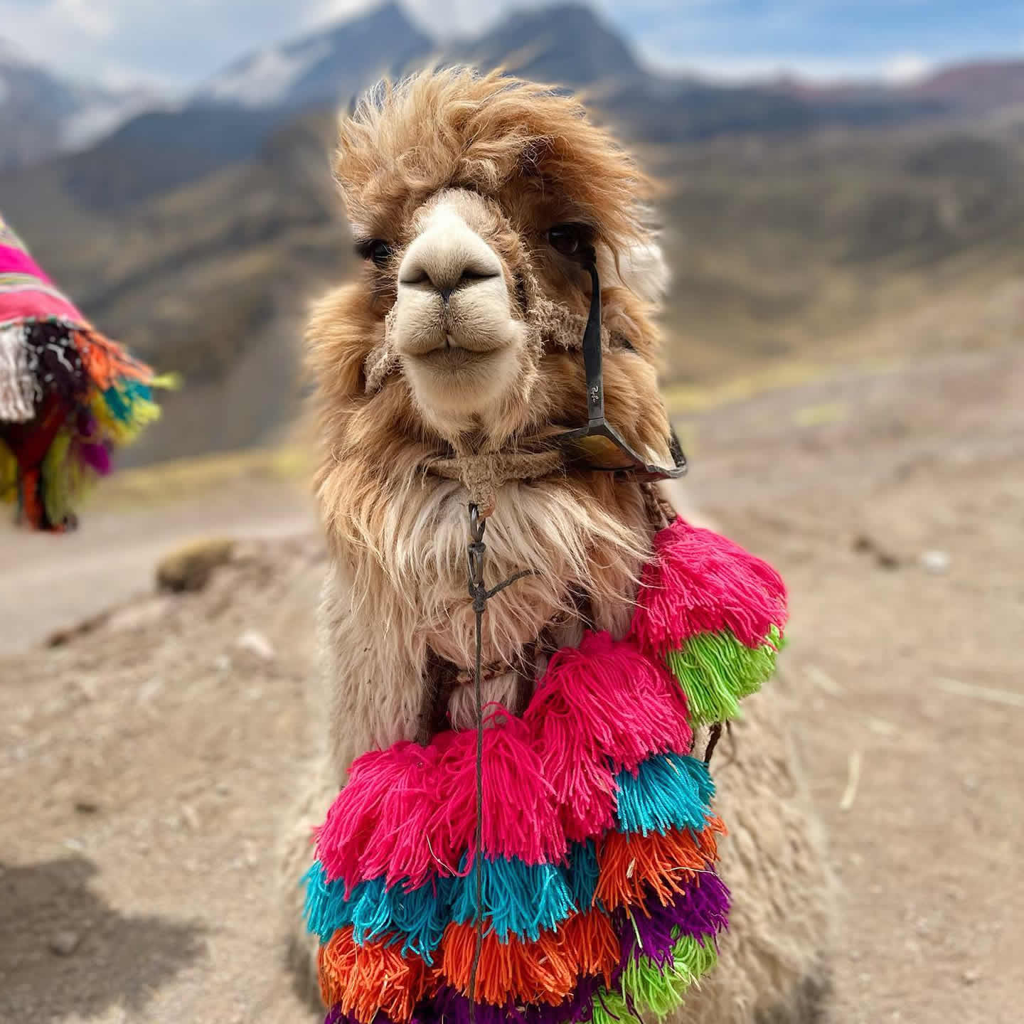 lllama montaña de 7 colores